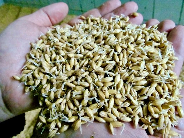 Barley 2