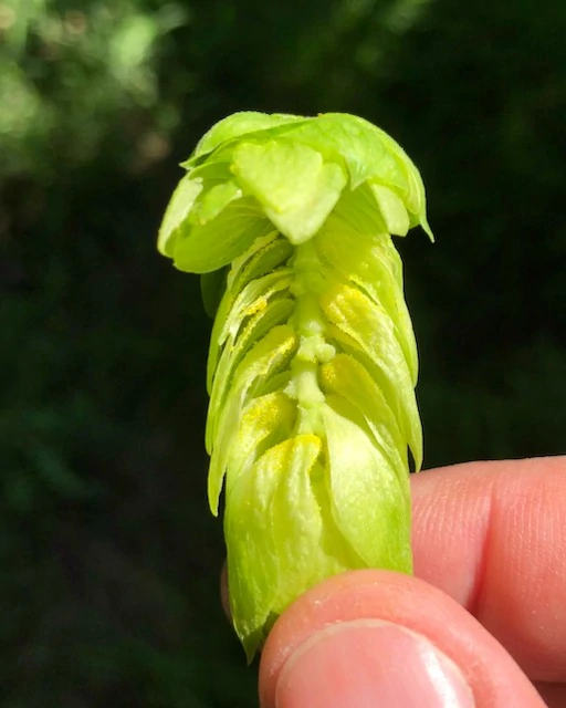 Barley 1